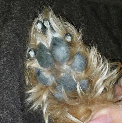 Fusspics sind out, Pfoten for the win!-Beitrag-Bild