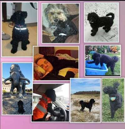 11. Collagen-Challenge
Dein*e Hund*e in verschiedenen Lebensphasen-Beitrag-Bild