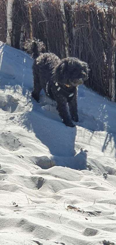 Black dogs are beautiful-Beitrag-Bild