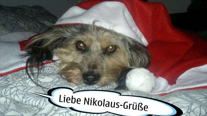 Dogorama Photo Challenge - Nikolaus-Beitrag-Bild