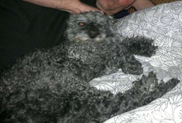 Vertrauen zwischen Hund und Halter-Beitrag-Bild