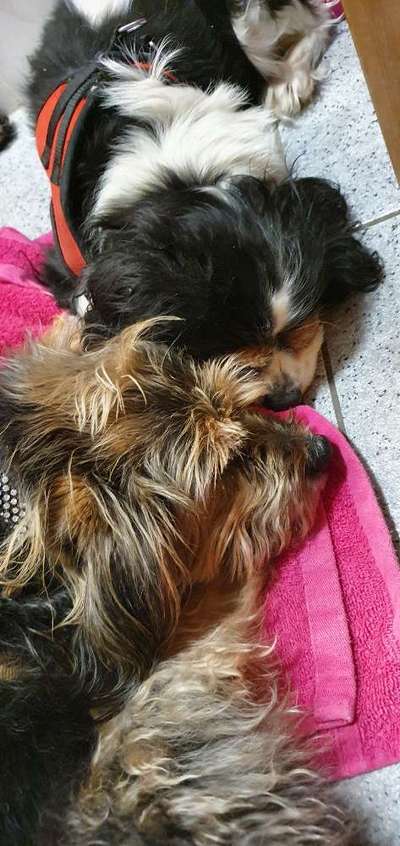 Unsere Fellnasen im Regenbogenland-Beitrag-Bild