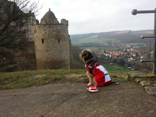 Die wunderschöne Welt mit Hund.-Beitrag-Bild