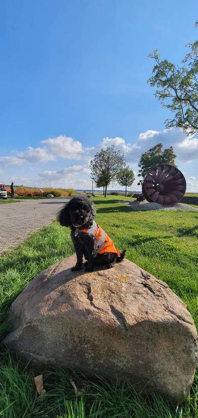 31. Collagen Challenge - Bänke/ Steine /Baumstümpfe-Beitrag-Bild