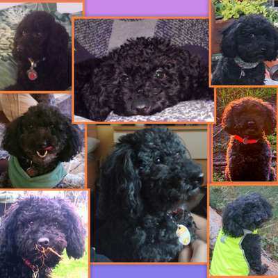 23. Collagen-Challenge: Portraits-Beitrag-Bild