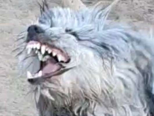 Der Wolf in eurem Hund-Beitrag-Bild