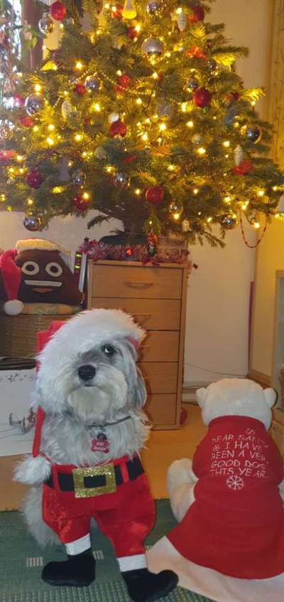 Dogorama Photo Challenge - Weihnachtsbaum-Beitrag-Bild