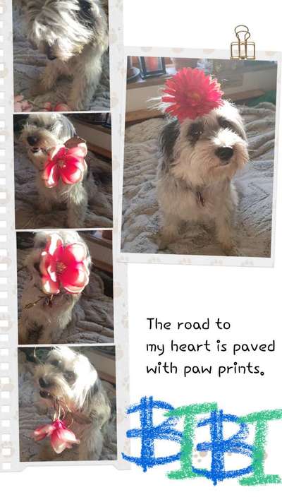 27. Collagen Challenge - Dein Hund mit Blume(n)-Beitrag-Bild