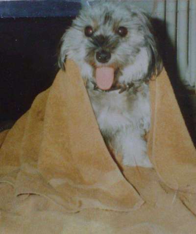 Hundebilder-Beitrag-Bild