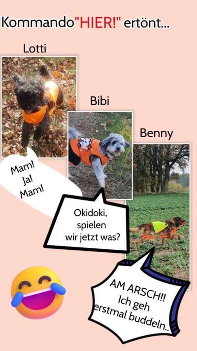 Hunde Memes-Beitrag-Bild
