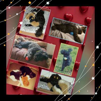 15. Collagenchallenge 
Dein Hund und sein Lieblingsspieli-Beitrag-Bild