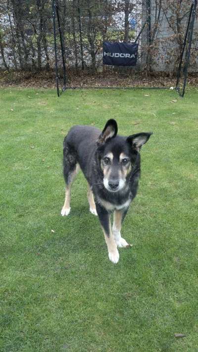 Deutsche Schäferhunde, Belgische Schäferhunde.-Beitrag-Bild