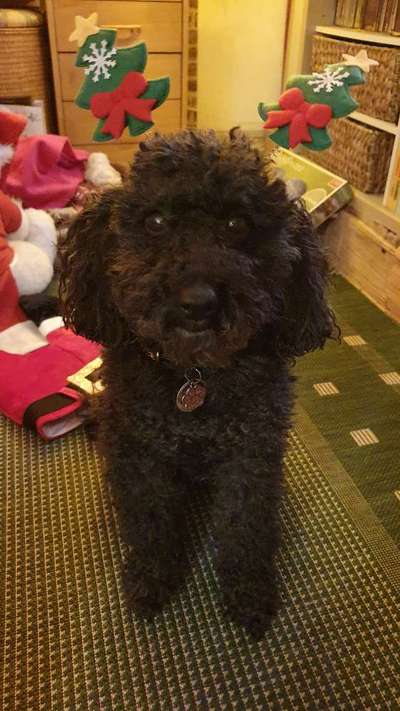 Dogorama Photo Challenge - Bescherung-Beitrag-Bild