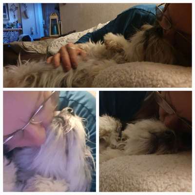 Schattenseiten der Hundehaltung-Beitrag-Bild