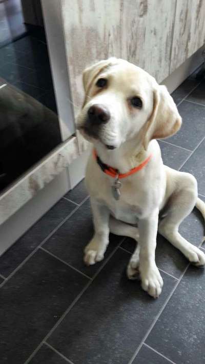 Welpen Bilder !-Beitrag-Bild