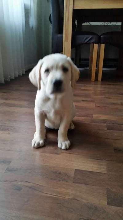 Welpen Bilder !-Beitrag-Bild