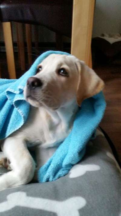 Welpen Bilder !-Beitrag-Bild