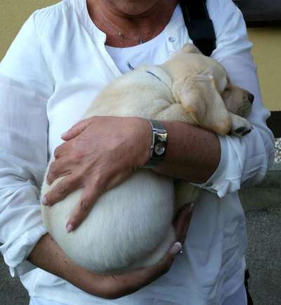 Welpen Bilder !-Beitrag-Bild