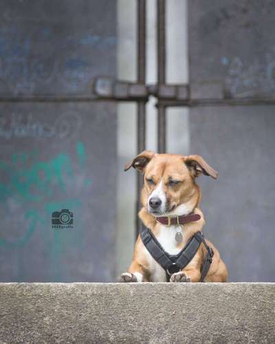 34. Impulskontrollübung "Ruhe an fremden Orten"-Beitrag-Bild