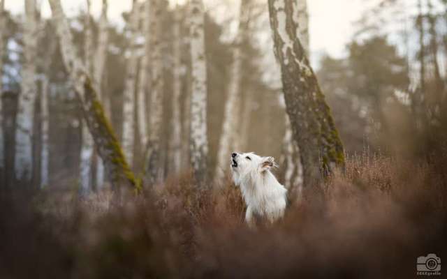 Toolbox zur Unterstützung gestresster Hunde-Beitrag-Bild