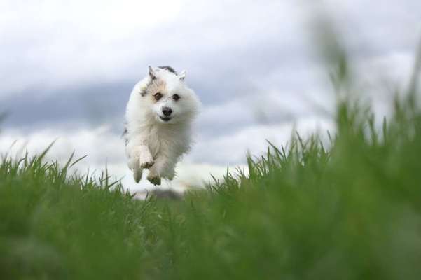 TierschutzhundeStammtisch🐕-Beitrag-Bild