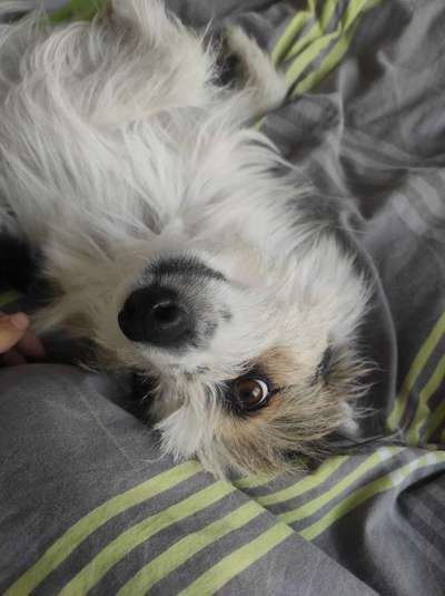 TierschutzhundeStammtisch🐕-Beitrag-Bild