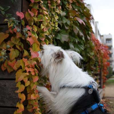 TierschutzhundeStammtisch🐕-Beitrag-Bild