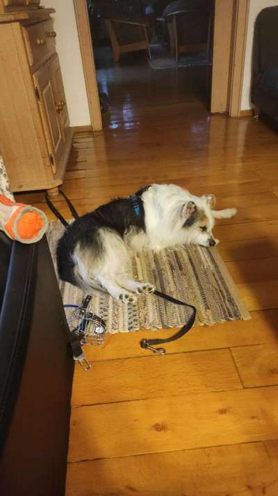 TierschutzhundeStammtisch🐕-Beitrag-Bild