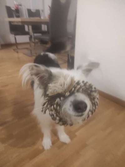 TierschutzhundeStammtisch🐕-Beitrag-Bild