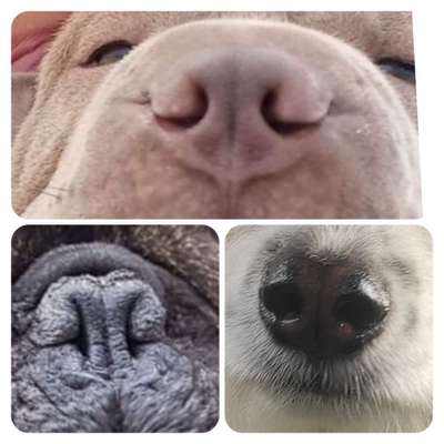 Brachycephale Hunderassen-Beitrag-Bild