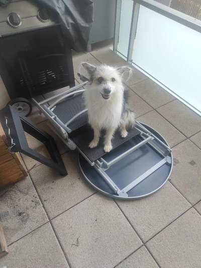 TierschutzhundeStammtisch🐕-Beitrag-Bild