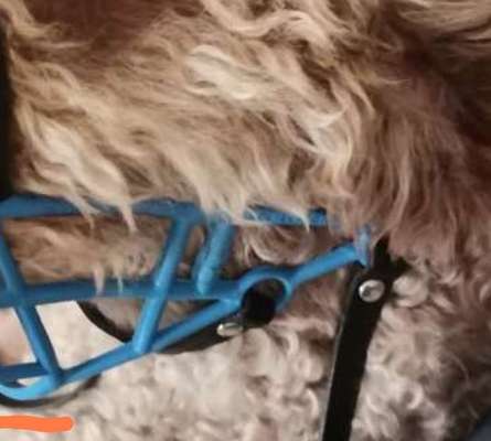 Wie sitzt mein Maulkorb / Maulkorb-Beratung-Beitrag-Bild