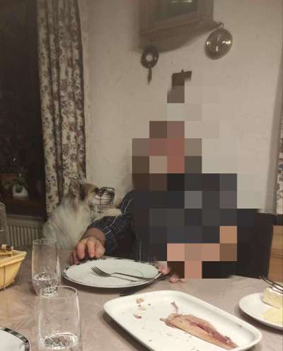 51. Impulskontrollchallenge: Maulkorb/ Ausrüstungsgegenstand tolerieren-Beitrag-Bild