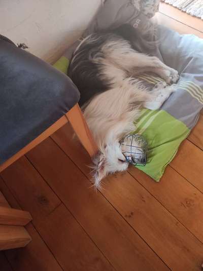 48. impulskontrolle Challenge " Decke heißt Decke "-Beitrag-Bild