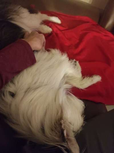 TierschutzhundeStammtisch🐕-Beitrag-Bild