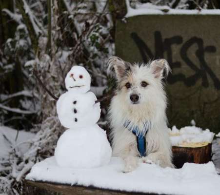 TierschutzhundeStammtisch🐕-Beitrag-Bild