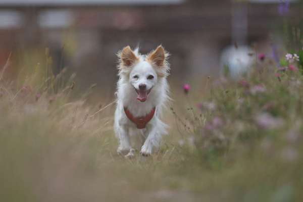 TierschutzhundeStammtisch🐕-Beitrag-Bild