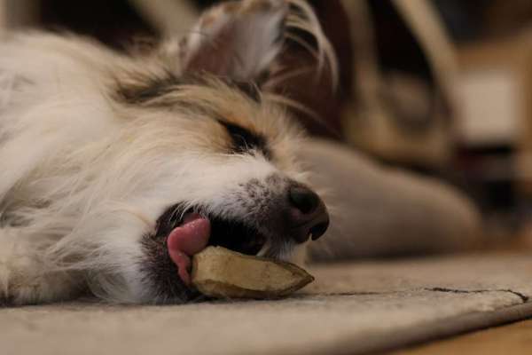 TierschutzhundeStammtisch🐕-Beitrag-Bild