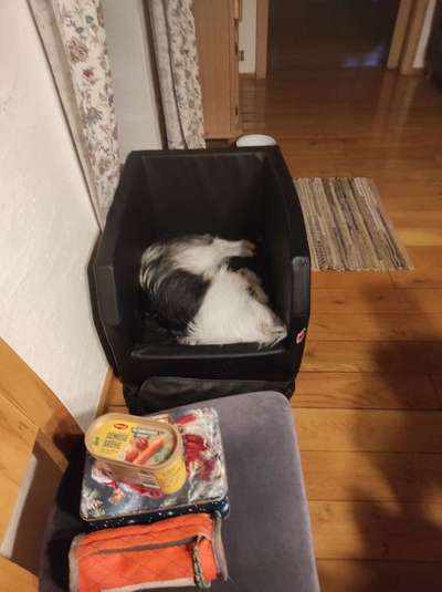 TierschutzhundeStammtisch🐕-Beitrag-Bild