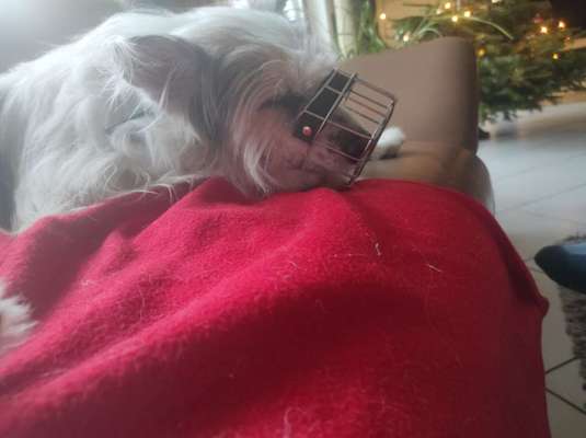 36. Impulskontrollübung-Beitrag-Bild