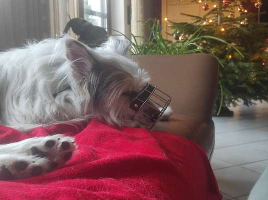 TierschutzhundeStammtisch🐕-Beitrag-Bild