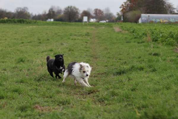 TierschutzhundeStammtisch🐕-Beitrag-Bild