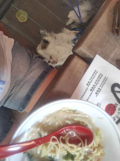 TierschutzhundeStammtisch🐕-Beitrag-Bild