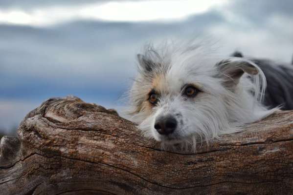156. Fotochallenge *** DEIN HUND UND DIE WUNDERSCHÖNEN WOLKEN ***-Beitrag-Bild