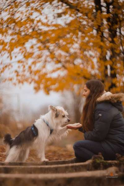 TierschutzhundeStammtisch🐕-Beitrag-Bild