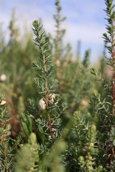 35. Impulskontrollübung "Kontakt mit anderen Tieren"-Beitrag-Bild