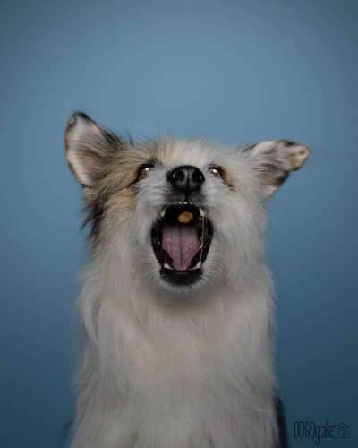 74. Trick-Übung "Leckerli schnappen"-Beitrag-Bild