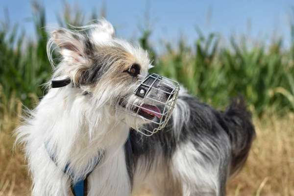 Maulkorb rauf - Vorurteile runter-Beitrag-Bild