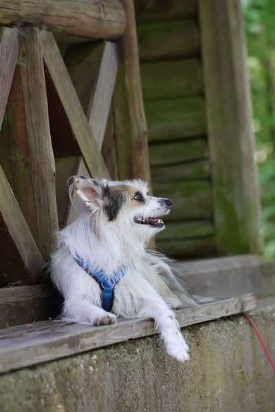 TierschutzhundeStammtisch🐕-Beitrag-Bild
