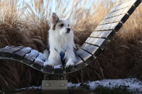 TierschutzhundeStammtisch🐕-Beitrag-Bild